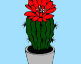 Disegno Cactus fiorito  pitturato su gualtiero/teodolindo