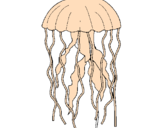 Disegno Medusa  pitturato su riccardo