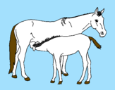 Disegno Cavalli  pitturato su Nicole Eleonora
