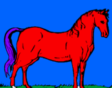 Disegno Cavallo dellAndalusia  pitturato su amelia