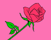 Disegno Rosa  pitturato su camillax8