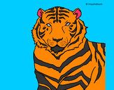 Disegno Tigre pitturato su Giuseppe4