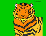 Disegno Tigre pitturato su JACOPO