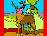 Disegno Cervo adulto  pitturato su coretto