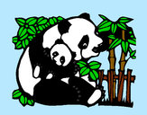 Disegno Mamma panda  pitturato su marti625