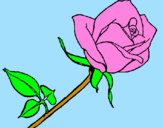 Disegno Rosa  pitturato su martina  bini  12 anni