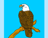 Disegno Aquila su un ramo pitturato su blake