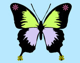 Disegno Farfalla con le ali nere pitturato su SalePepe