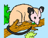 Disegno Scoiattolo Possum marsupiale pitturato su SARA08
