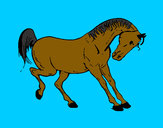 Disegno Cavallo che balla  pitturato su matgiulia