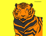 Disegno Tigre pitturato su AlbyFede