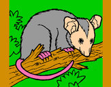 Disegno Scoiattolo Possum marsupiale pitturato su bizet