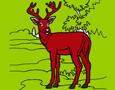 Disegno Giovane cervo pitturato su GABRIEL17