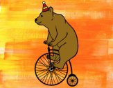 Orso in bicicletta