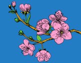 Disegno Ramo di ciliegio pitturato su alessiacom