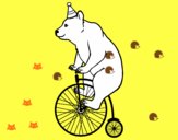 Orso in bicicletta