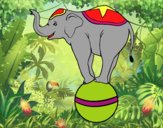 Elefante funambolo 