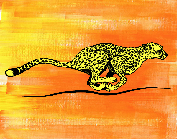 ghepardo in corsa