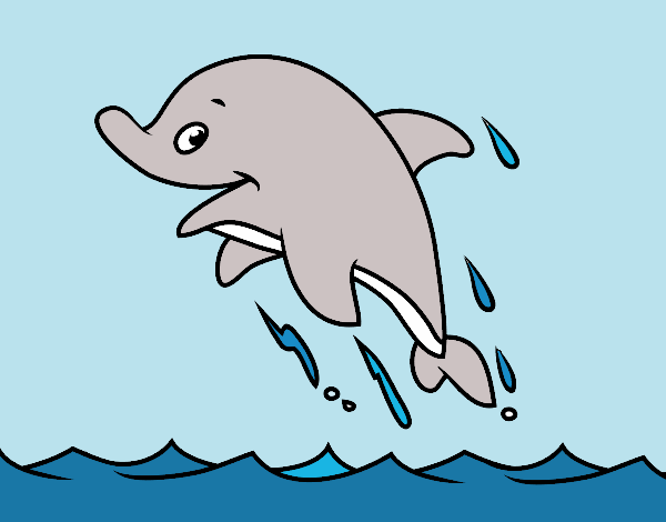 il delfino generosino