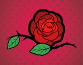 Una bella rosa