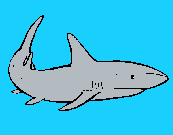 Un squalo nuoto
