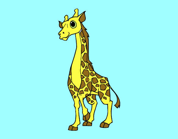 Giraffa femminile
