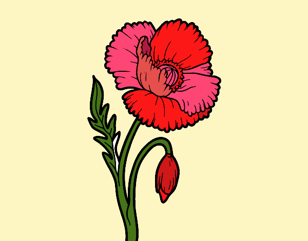 Un fiore di papavero
