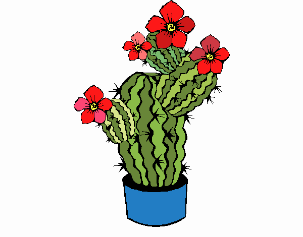 Fiori di cactus 