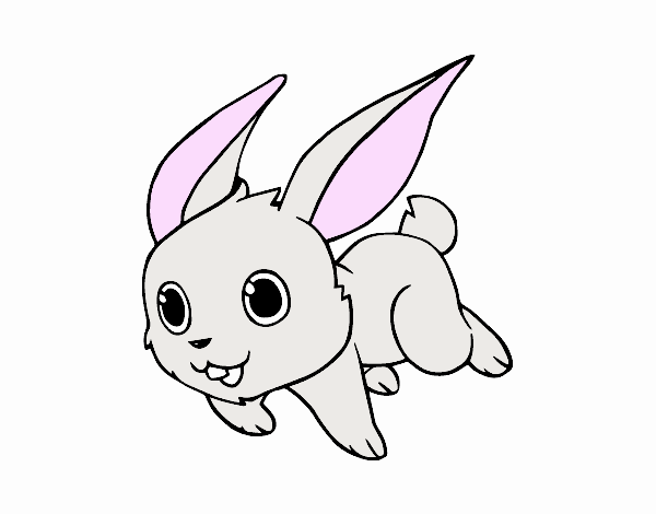 Il coniglio