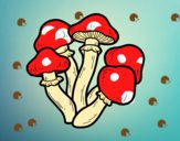 Funghi velenosi