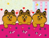 3 cuccioli