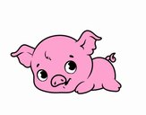 Piggy bambino
