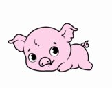 Piggy bambino