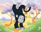 Scimmia equilibrista