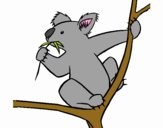 Koala 