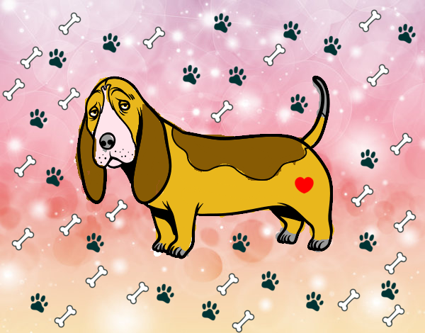 Un Basset hound