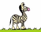 Zebra africana