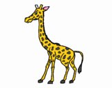 Giraffa  1