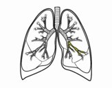 Polmoni e bronchi
