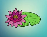 Una fiore di loto
