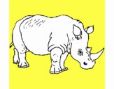 Rinoceronte  3