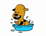 Un cagnolino nella vasca da bagno