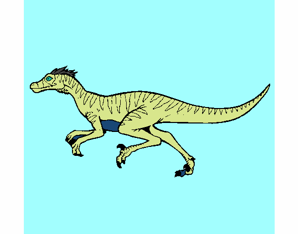 Velociraptor 